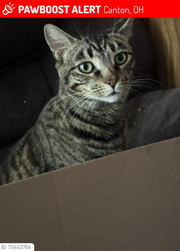 Lost Female Cat last seen Near Columbus rd and kirby ave, Canton, OH 44705