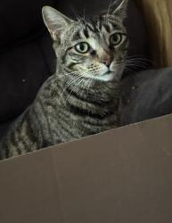 Lost Female Cat last seen Near Columbus rd and kirby ave, Canton, OH 44705