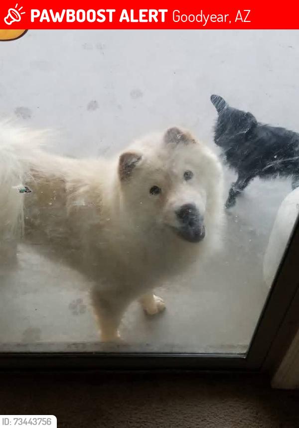 Lost Female Dog last seen N La Jolla Blvd, E La Canada Blvd, Goodyear, AZ 85338