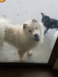 Lost Female Dog last seen N La Jolla Blvd, E La Canada Blvd, Goodyear, AZ 85338