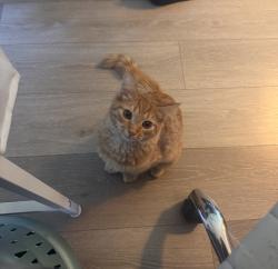 Reunited Female Cat last seen Near Pacific Ave, Baldwin Park, CA 91706, USA, Baldwin Park, CA 91706