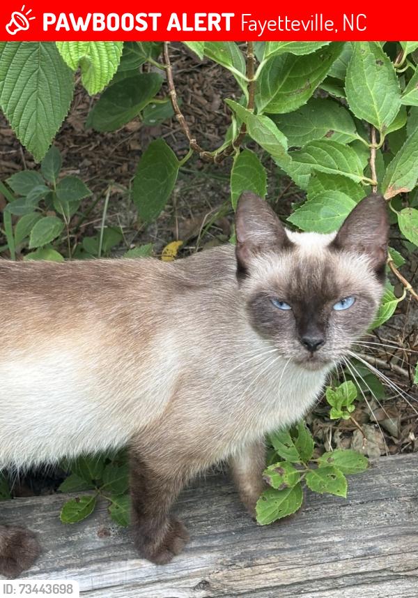 Lost Female Cat last seen Crystal springs, Fayetteville, NC 28306