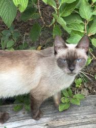 Lost Female Cat last seen Crystal springs, Fayetteville, NC 28306