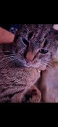 Reunited Male Cat last seen Riverside dr, Salisbury, MD 21801