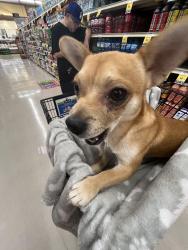 Lost Male Dog last seen Near west grant road, Tucson, AZ 85745