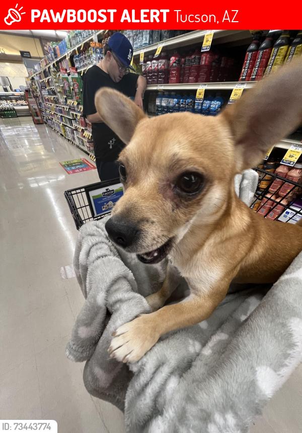 Lost Male Dog last seen Near west grant road, Tucson, AZ 85745