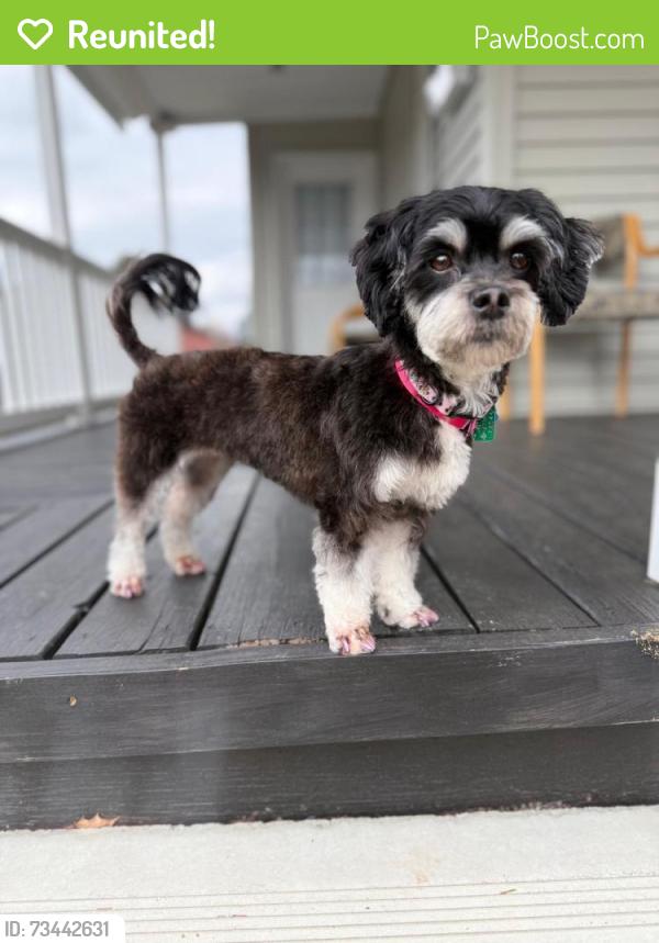 Reunited Female Dog last seen Im the 3rd ave and Susquehanna ave, Wyoming, PA 18644