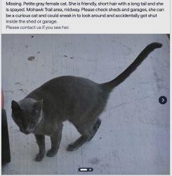 Lost Female Cat last seen Hwy 98 and Mohawk Trail, Gulf Breeze, FL 32563