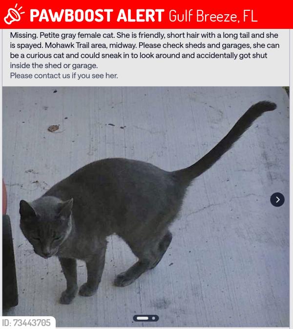 Lost Female Cat last seen Hwy 98 and Mohawk Trail, Gulf Breeze, FL 32563