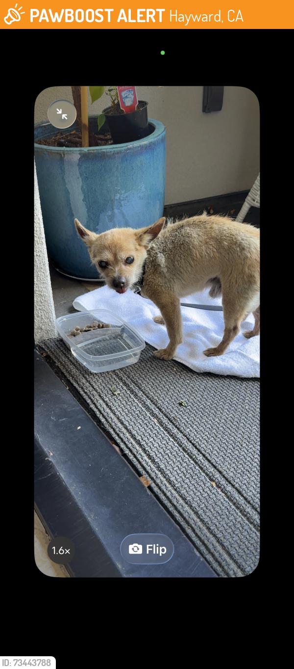 Found/Stray Male Dog last seen Industrial blvd, Hayward, CA 94545