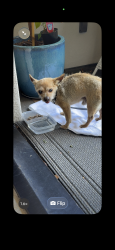 Found/Stray Male Dog last seen Industrial blvd, Hayward, CA 94545
