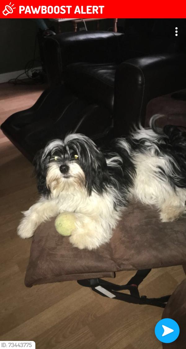 Lost Female Dog last seen Herrington rd Lawrenceville ga ayudenme, Gwinnett County, GA 30044