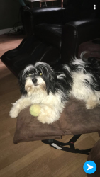 Lost Female Dog last seen Herrington rd Lawrenceville ga ayudenme, Gwinnett County, GA 30044