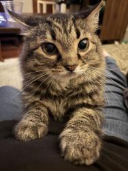Lost Male Cat last seen Nubbin Ridge and Sanford Day, Knoxville, TN 37922