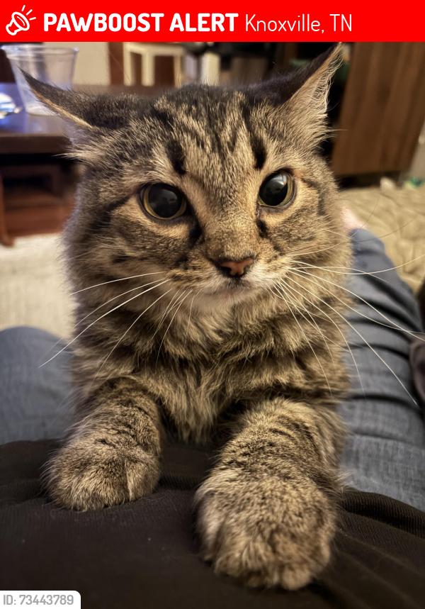 Lost Male Cat last seen Nubbin Ridge and Sanford Day, Knoxville, TN 37922