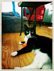 Reunited Male Cat last seen Division St & Sommers Ave, Madison, WI 53704
