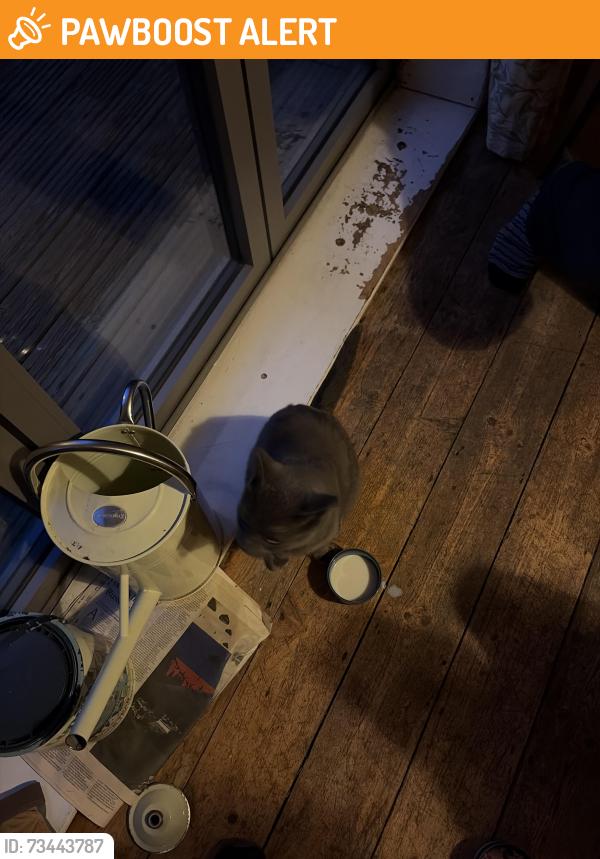 Found/Stray Unknown Cat last seen Prince Edward’s, East Sussex, England BN7 1PZ