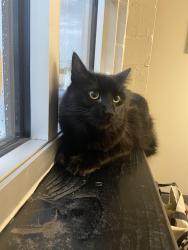 Lost Male Cat last seen Dollar Tree Wornall Rd, Kansas City, MO 64114