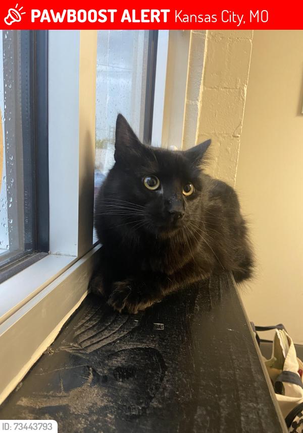 Lost Male Cat last seen Dollar Tree Wornall Rd, Kansas City, MO 64114