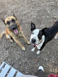 Reunited Unknown Dog last seen King road, San Jose, CA 95133