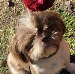 Reunited Female Dog last seen Timberswitch rd, Cleveland, TX 77328