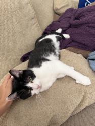 Reunited Female Cat last seen There’s a primary school and a hill there’s also Gladstone park, Greater London, England 