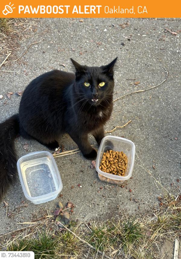 Found/Stray Unknown Cat last seen Near Sankofa Elementary, Oakland, CA 94609