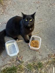 Found/Stray Unknown Cat last seen Near Sankofa Elementary, Oakland, CA 94609