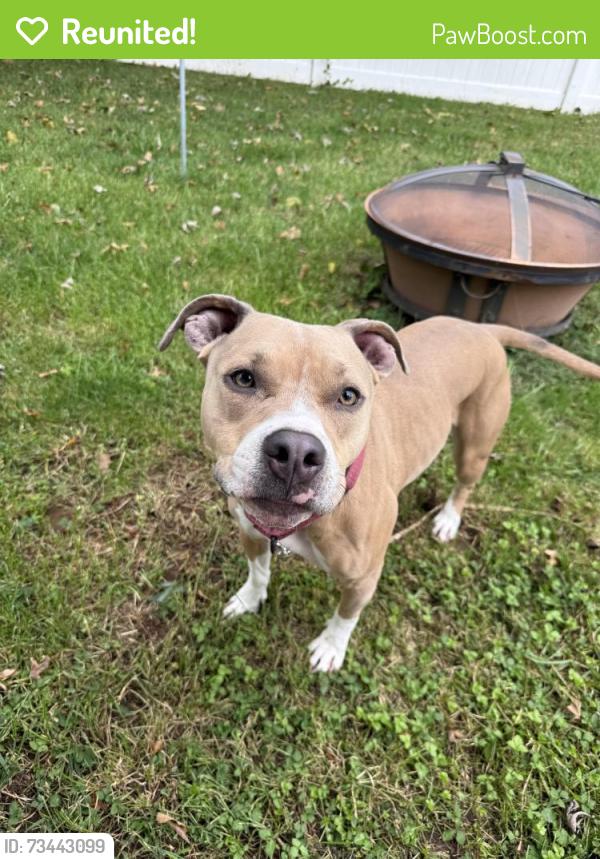 Reunited Female Dog last seen Pottstown PA, Pottstown, PA 19464