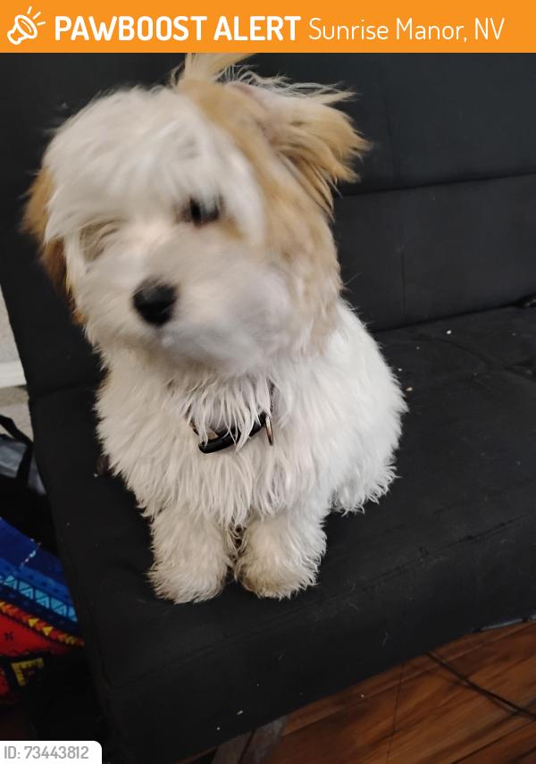 Found/Stray Unknown Dog last seen Nellis and lamb, Sunrise Manor, NV 89115