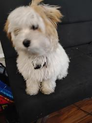 Found/Stray Unknown Dog last seen Nellis and lamb, Sunrise Manor, NV 89115