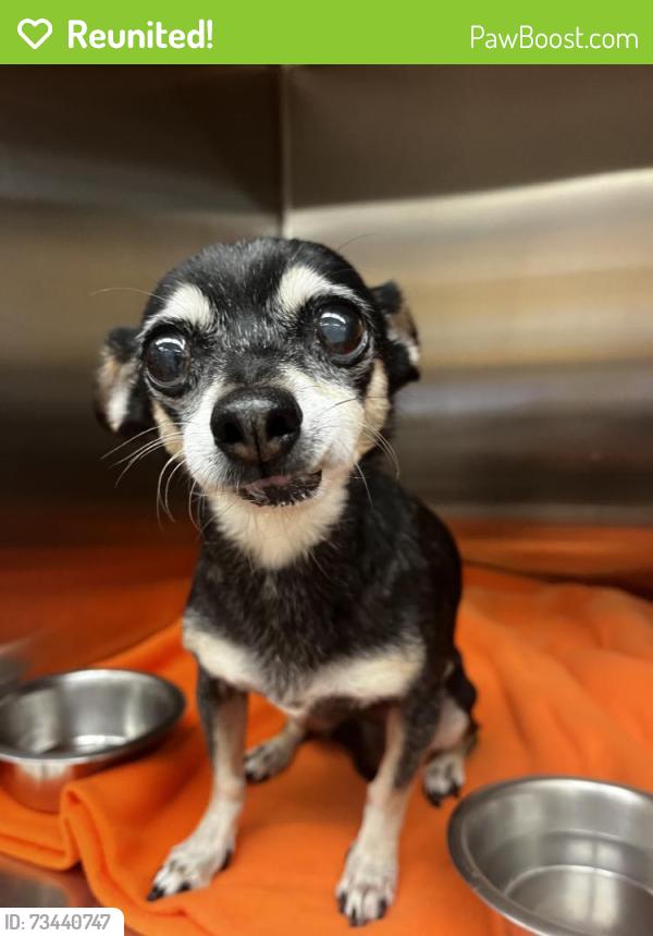 Reunited Female Dog last seen Near E H St, Chula Vista, CA 91910, USA, Chula Vista, CA 91910