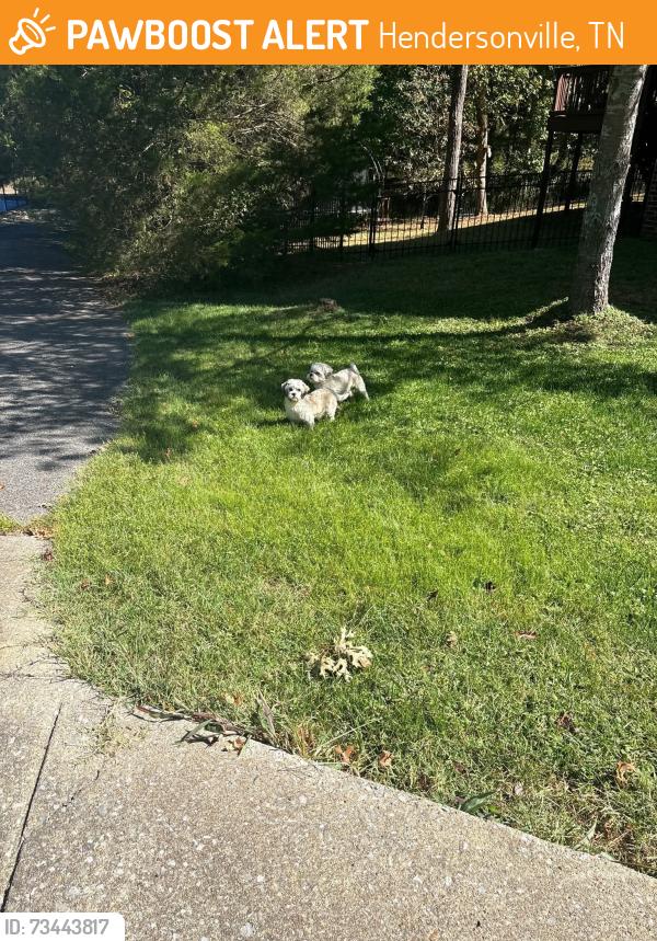 Found/Stray Unknown Dog last seen Mansker Farms, Hendersonville, TN 37075