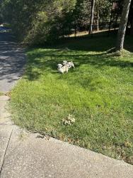 Found/Stray Unknown Dog last seen Mansker Farms, Hendersonville, TN 37075