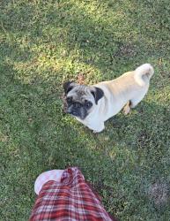 Reunited Male Dog last seen Pecos dr, Splendora, TX 77372