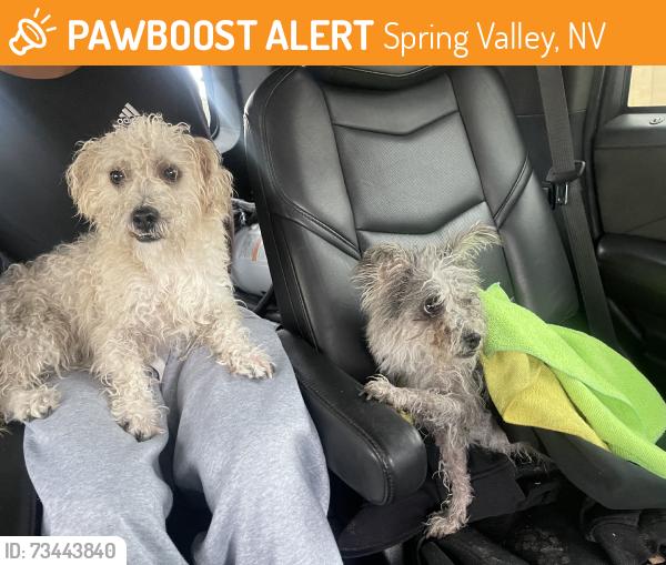 Found/Stray Male Dog last seen Green canyon dr peachtree ln, Spring Valley, NV 89103