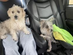 Found/Stray Male Dog last seen Green canyon dr peachtree ln, Spring Valley, NV 89103