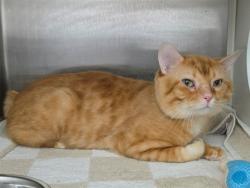 Shelter Stray Male Cat last seen ST CHARLES CO, 4850 Mid Rivers Mall Dr, St Peters, MO 63376, USA