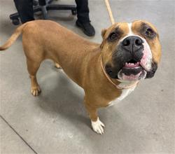 Shelter Stray Female Dog last seen N 7TH ST AND E CATALINA DR, 2500 S 27th Ave, Phoenix, AZ 85009, USA
