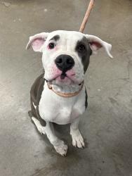 Shelter Stray Male Dog last seen N 7TH ST E CATALINA DR, 2500 S 27th Ave, Phoenix, AZ 85009, USA