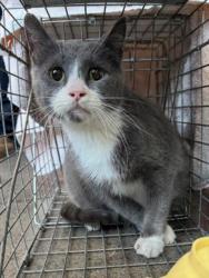 Shelter Stray Unknown Cat last seen Near BLOCK N POPLAR AVE, WICHITA KS 67214, 3303 N Hillside St, Wichita, KS 67219, USA