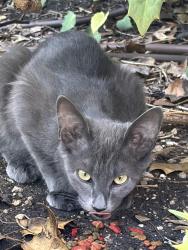 Found/Stray Unknown Cat last seen Miller and hosp, Mansfield, TX 76063