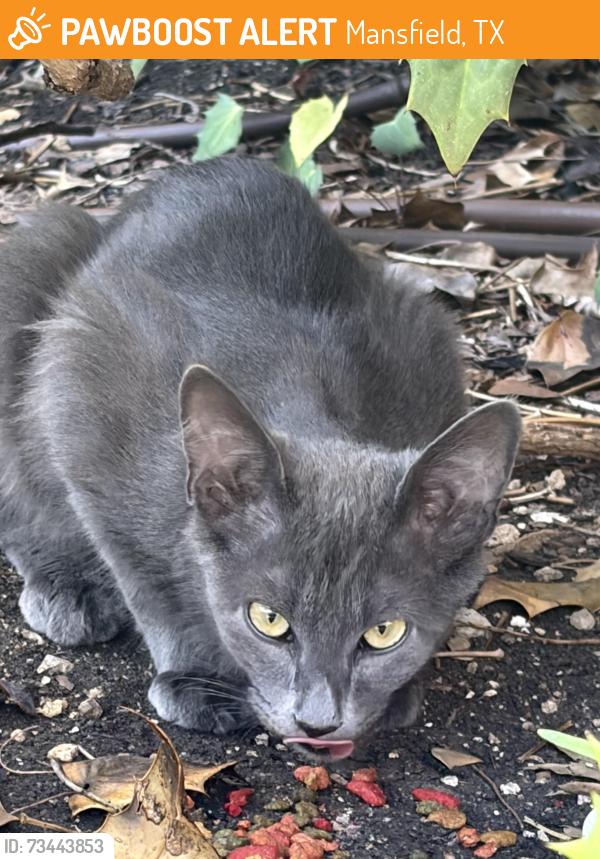 Found/Stray Unknown Cat last seen Miller and hosp, Mansfield, TX 76063