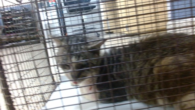 Shelter Stray Male Cat last seen CT & MRI 41 TAMIAMI CANAL RD, 3599 NW 79th Ave, Doral, FL 33122, USA