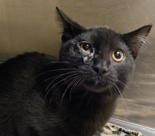 Shelter Stray Male Cat last seen Near BLOCK W LAKE PARK DR, 4522 W 3500 S, West Valley City, UT 84120, USA