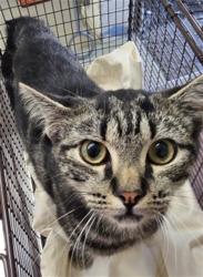 Shelter Stray Male Cat last seen Near BLOCK N VALENCIA, 333 Chandler Pl, San Bernardino, CA 92408, USA