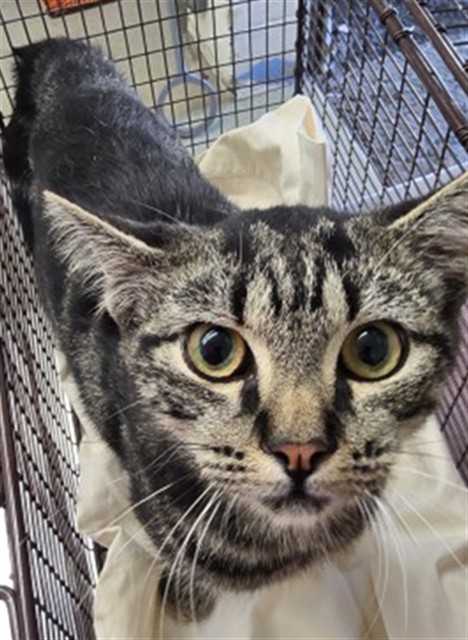 Shelter Stray Male Cat last seen Near BLOCK N VALENCIA, 333 Chandler Pl, San Bernardino, CA 92408, USA