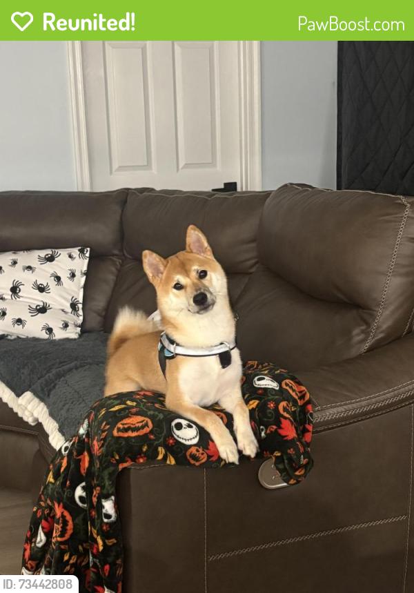 Reunited Male Dog last seen Stevenson court, springwoods, Woodbridge, VA 22192