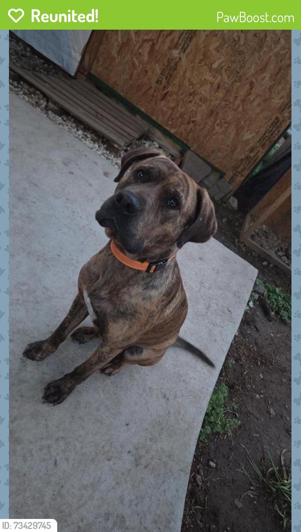 Reunited Male Dog last seen Near Rogues Rd, Nokesville, VA 20181, USA, Nokesville, VA 20181