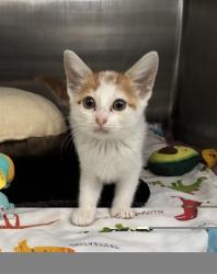 Shelter Stray Female Cat last seen EB 880 @ DECOTO, 1950 Stevenson Blvd, Fremont, CA 94538, USA
